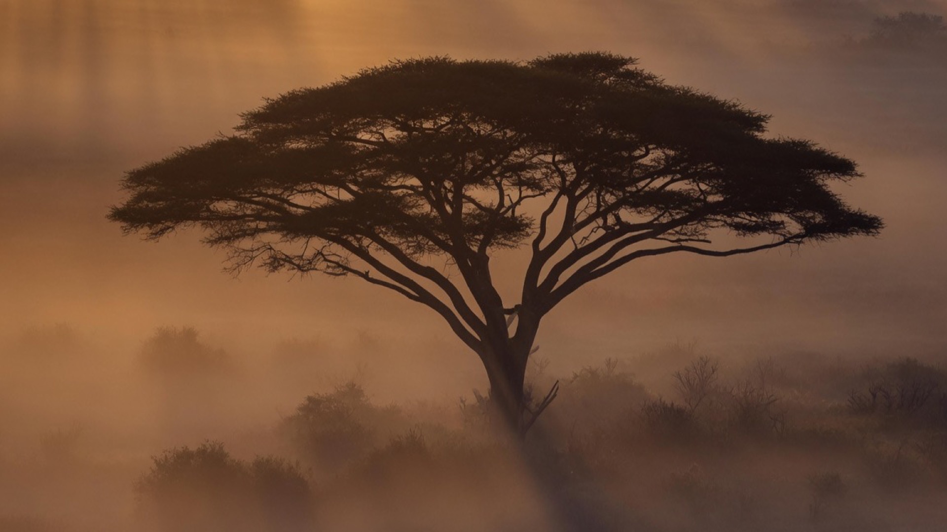 Mist over the bushveld at first light, flat acacia trees on the horizon