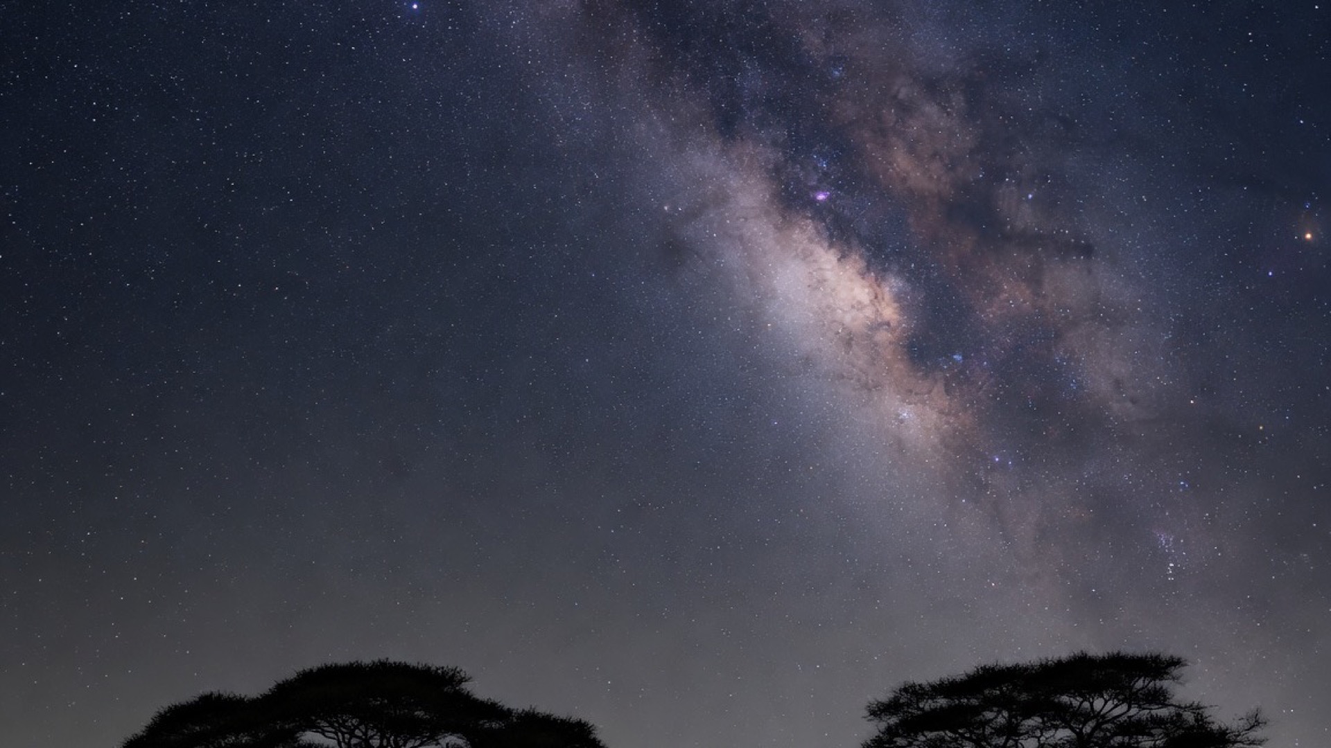 The Milky Way over a dark bushveld tree line